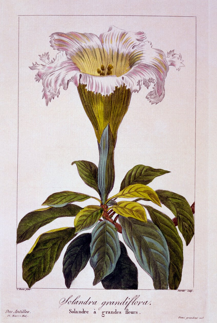 Chalice Vine, kocsma. 1836. alkotó: Panacre Bessa