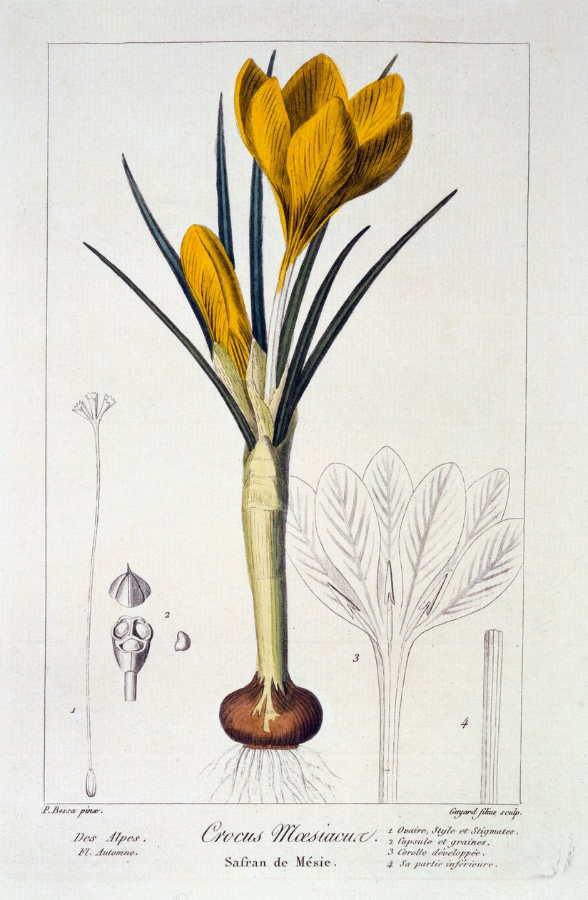 Crocus Maesiacus, 1836. alkotó: Panacre Bessa
