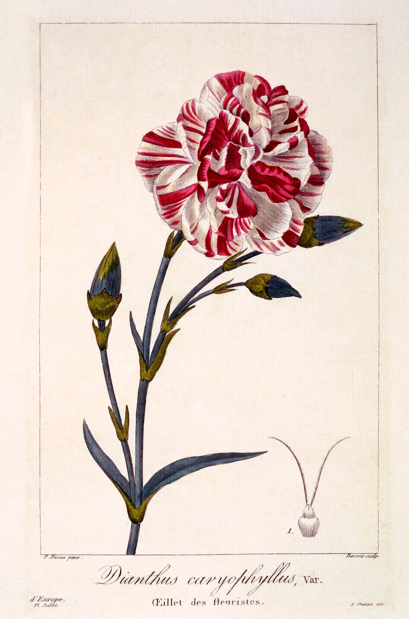 Dianthus caryophyllus, kocsma. 1836. alkotó: Panacre Bessa