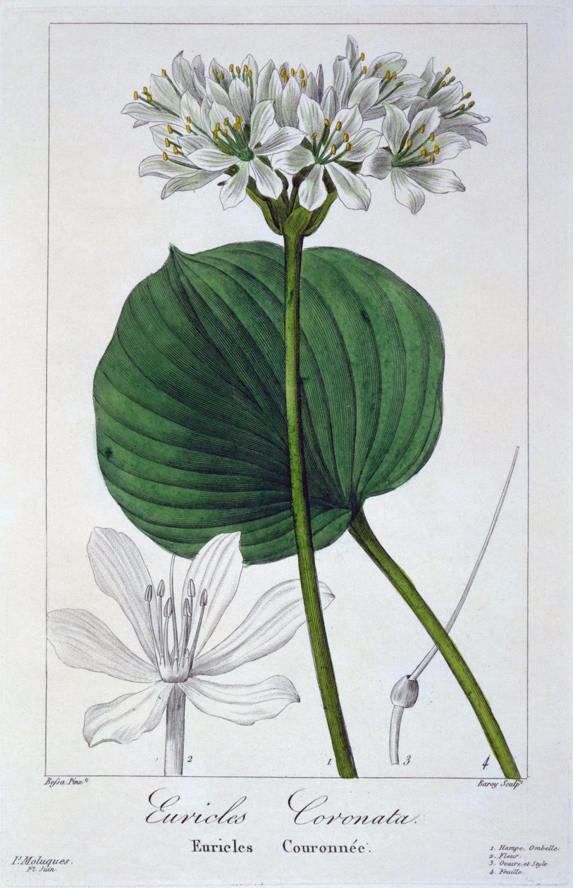 Euricles coronata, kocsma. 1836. alkotó: Panacre Bessa