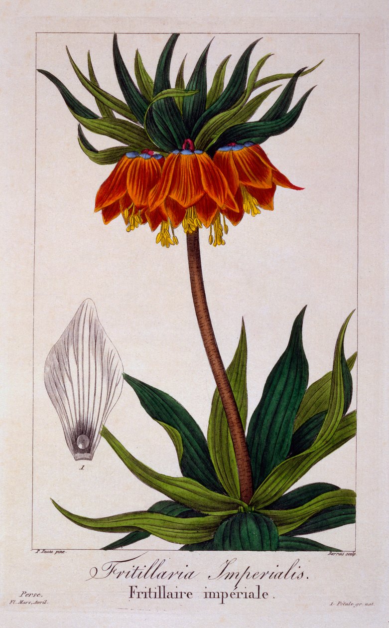 Fritillaria imperialis, pub. 1836 alkotó: Panacre Bessa