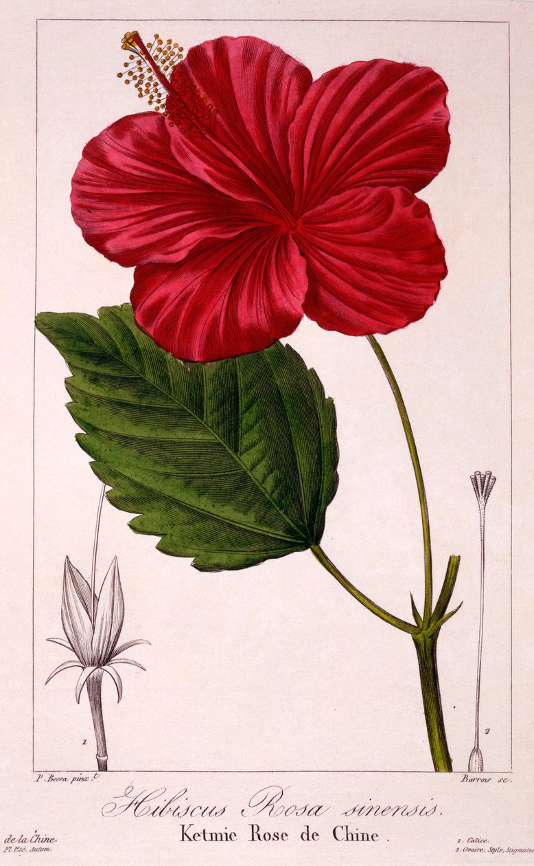 Hibiszkusz: H. rosa-sinensis, kocsma. 1836. alkotó: Panacre Bessa