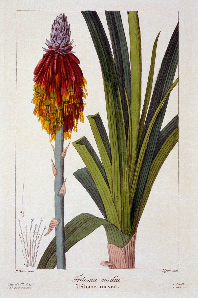 Kniphofia,  pub. 1836. alkotó: Panacre Bessa