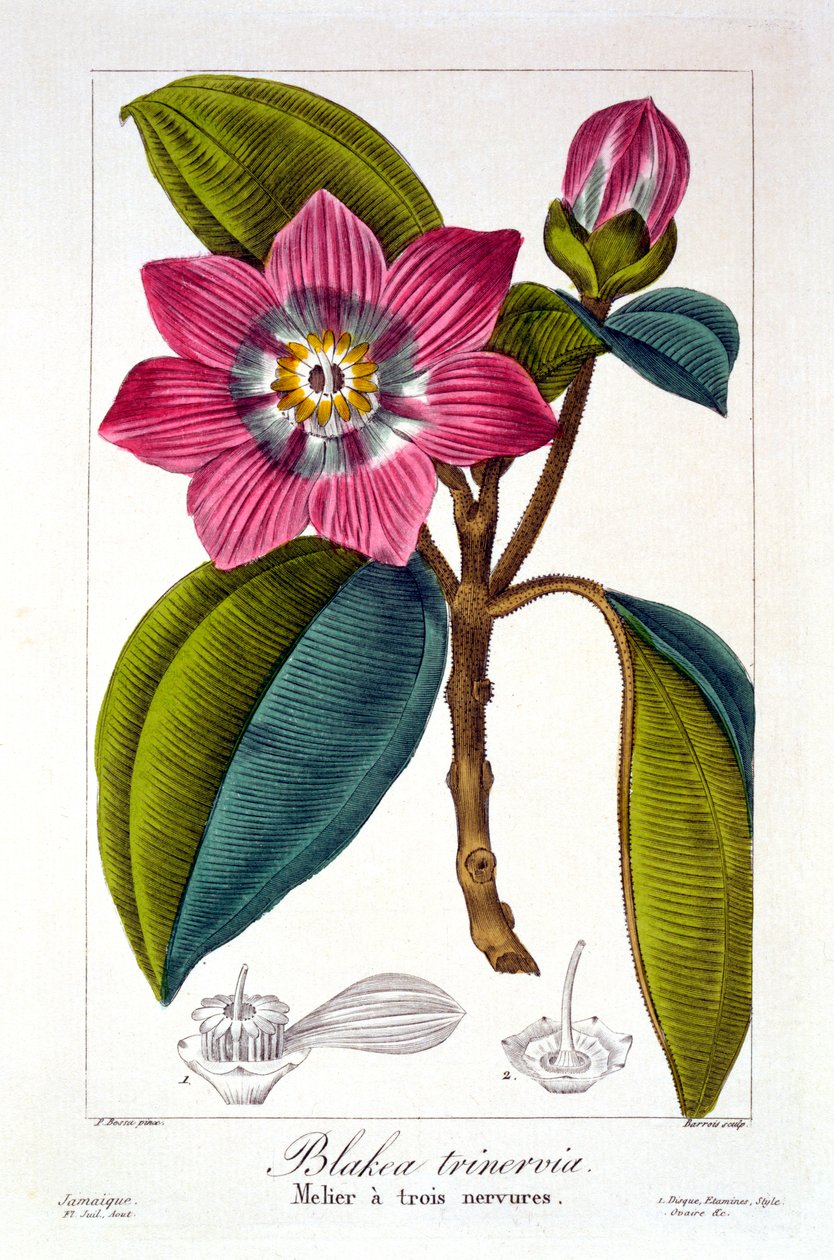 Melier, kocsma. 1836. alkotó: Panacre Bessa