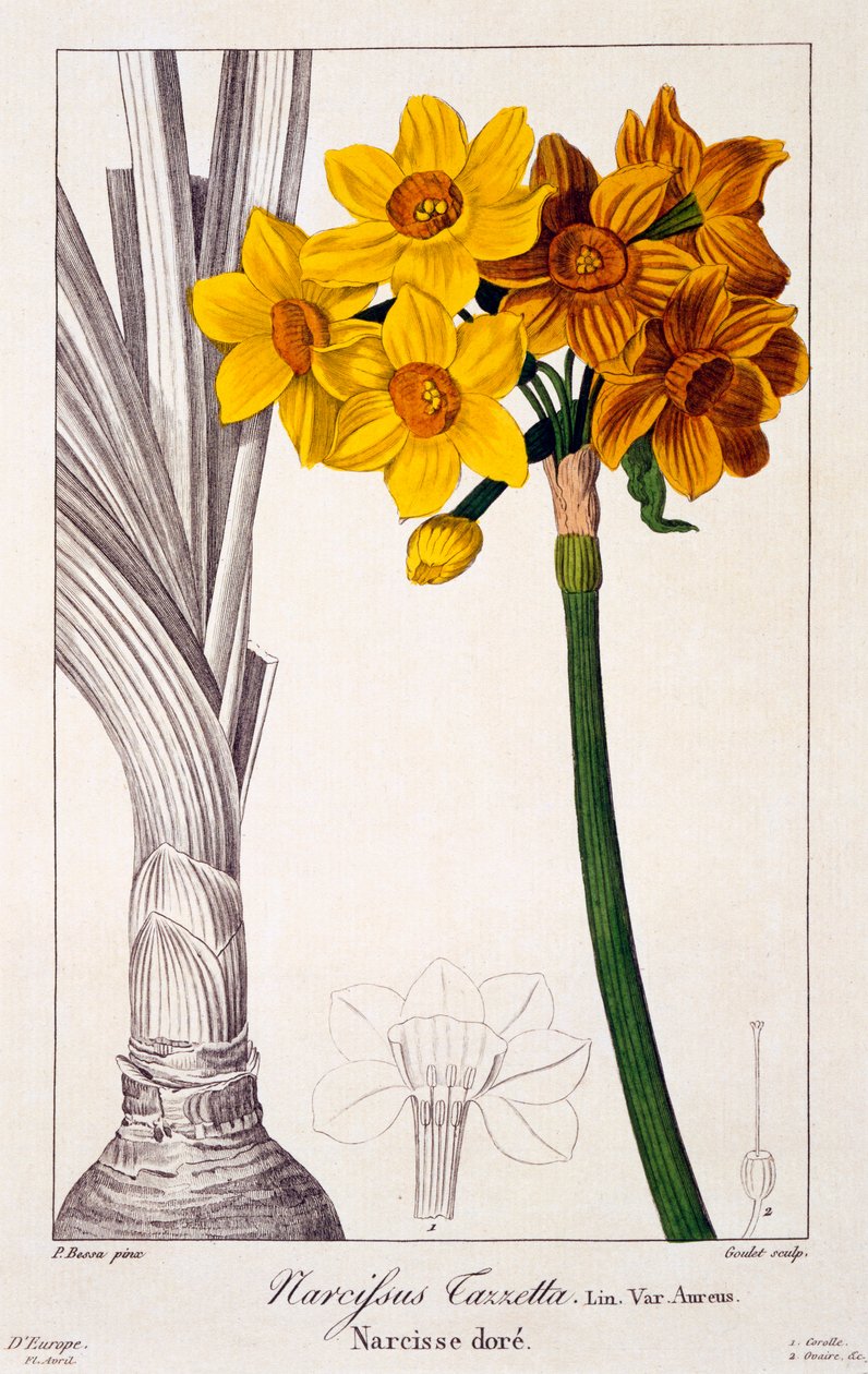 Narcissus Tazetta, pub. 1836. alkotó: Panacre Bessa