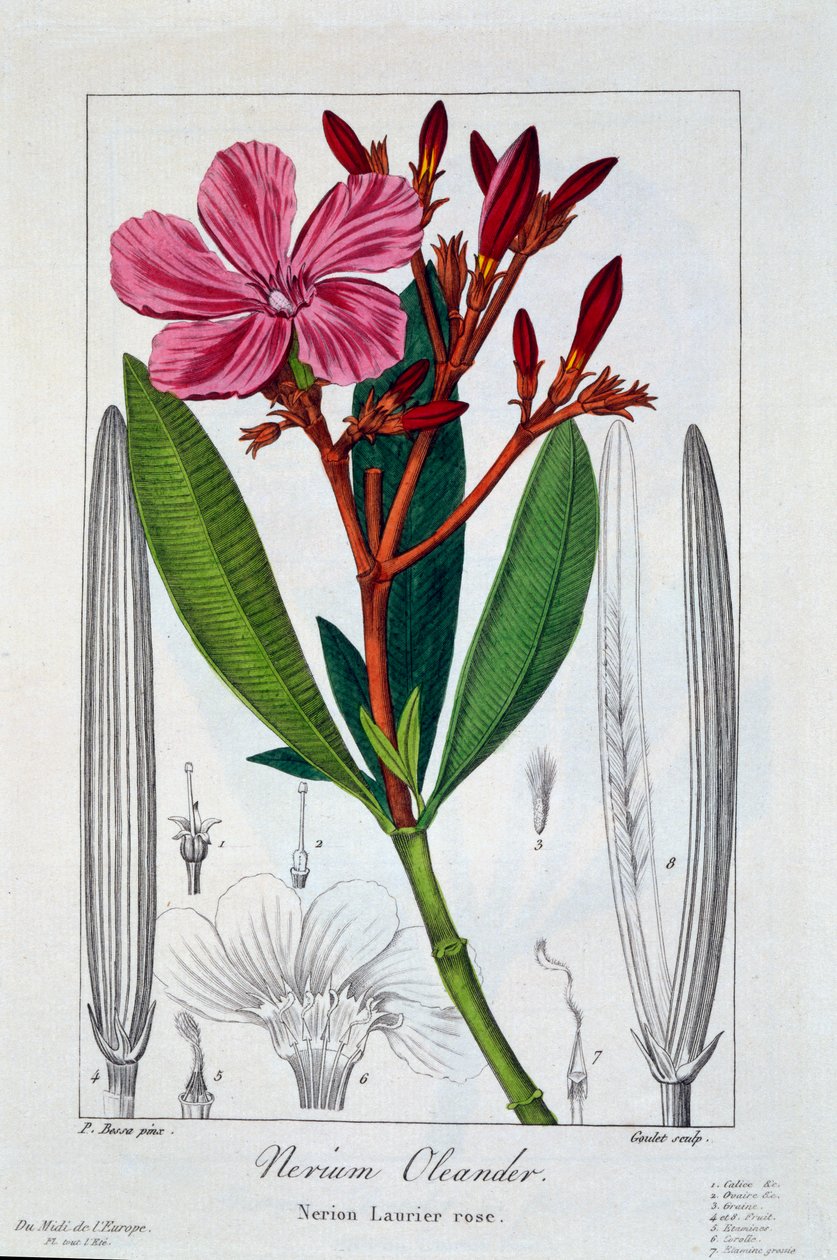 Nerium Oleander, kocsma. 1836. alkotó: Panacre Bessa