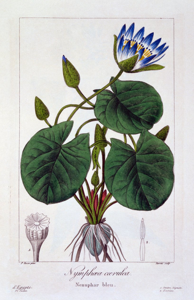 Kék nimfák, kocsma. 1836 alkotó: Panacre Bessa