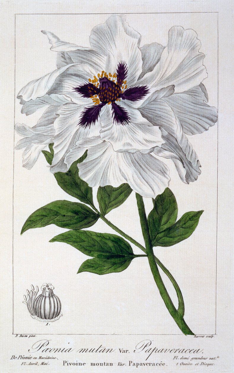 Paeonia Suffruticosa, pub. 1836. alkotó: Panacre Bessa