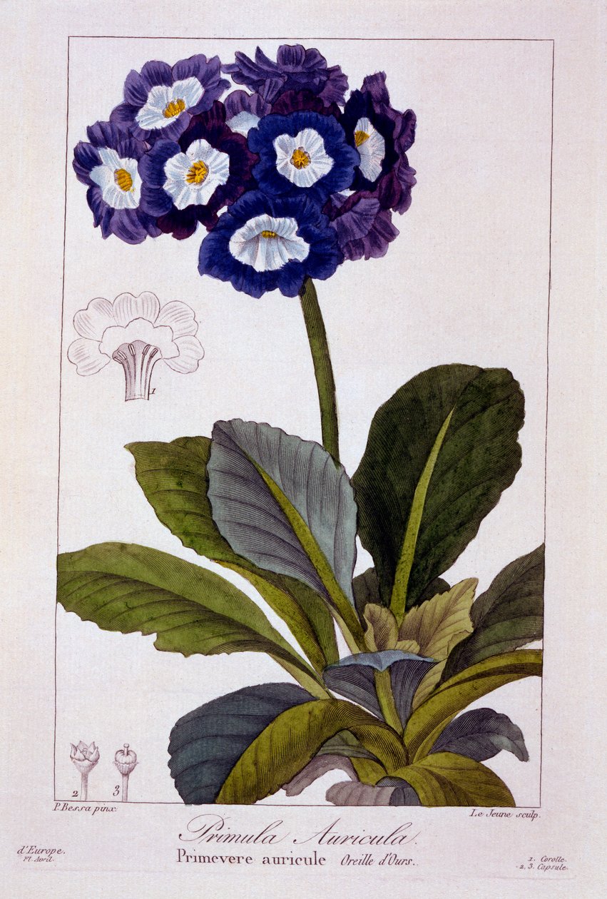 Primula auricula, kocsma. 1836. alkotó: Panacre Bessa