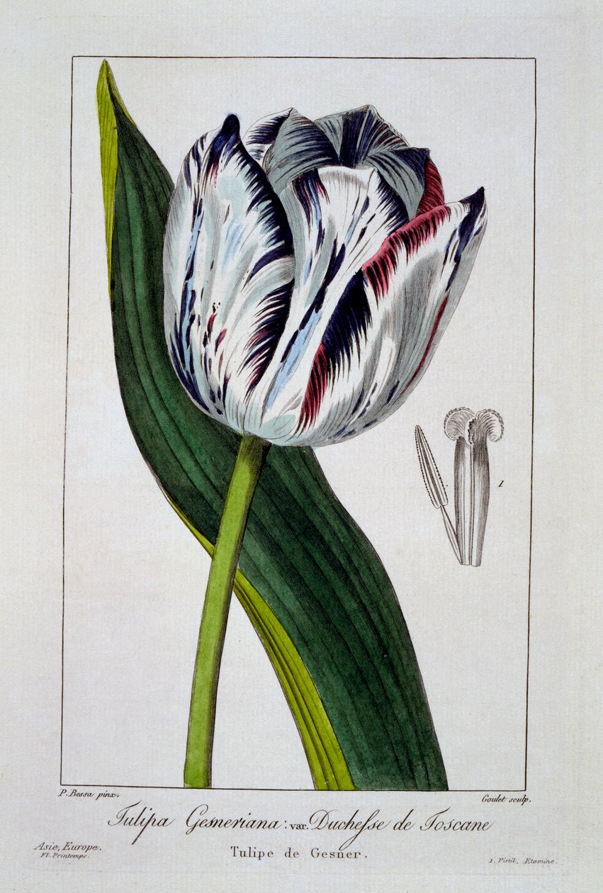Tulipán: Toszkána hercegnője, kocsma. 1836. alkotó: Panacre Bessa