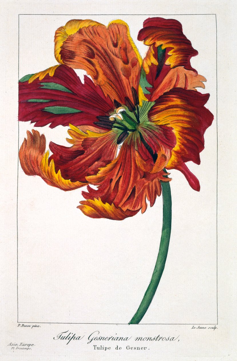 Tulipán 
