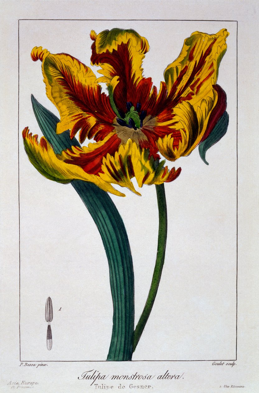 Tulipán "Lángoló papagáj", pub. 1836. alkotó: Panacre Bessa