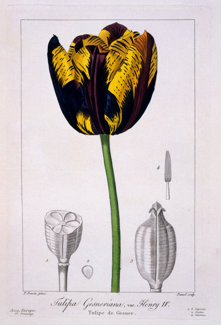 Tulipán: IV. Henrik király, kocsma. 1836. alkotó: Panacre Bessa