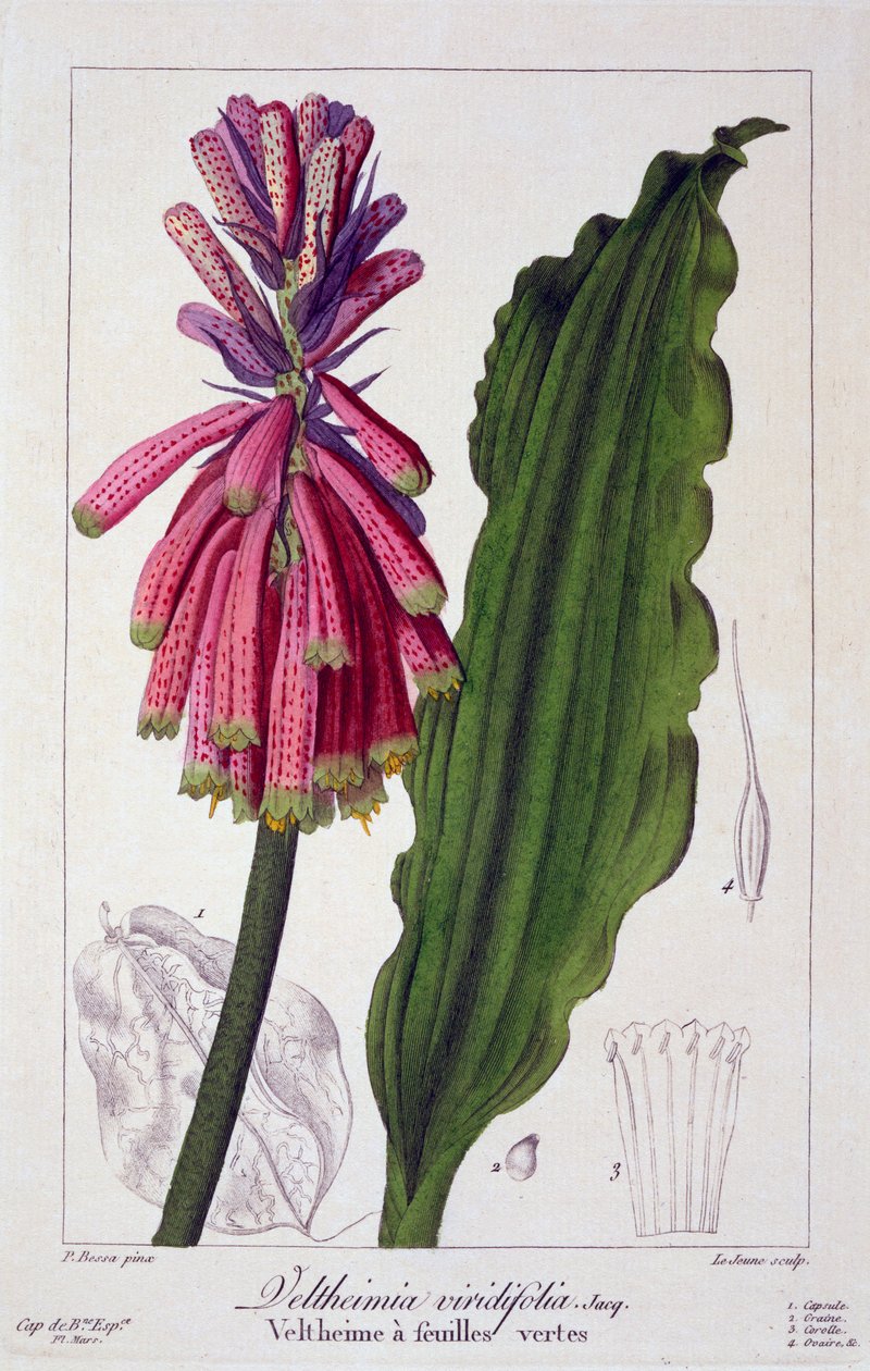 Veltheimia viridifolia, kocsma. 1836. alkotó: Panacre Bessa