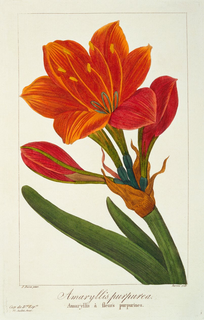 Amaryllis purpurea, 1836 (kézzel színezett metszet) alkotó: Pancrace Bessa