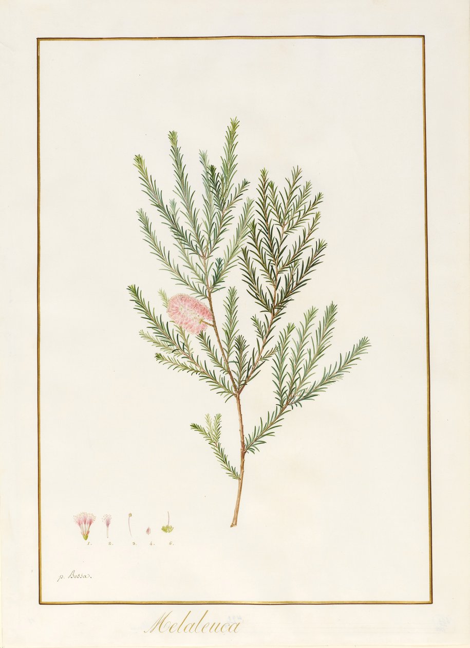 Melaleuca, köztük Five Studies of the Bloom (wc és testszín pergamen) alkotó: Pancrace Bessa