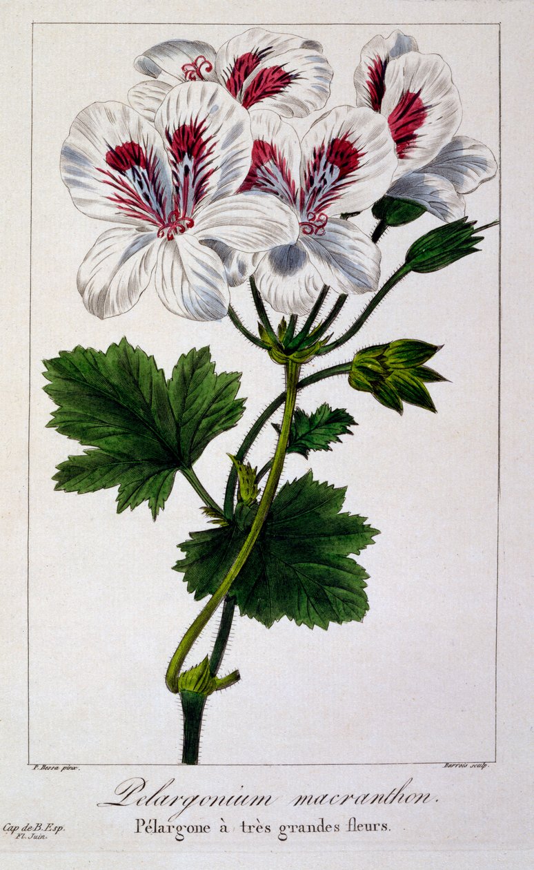 Pelargonium macranthon, 1836 (kézzel színezett metszet) alkotó: Pancrace Bessa