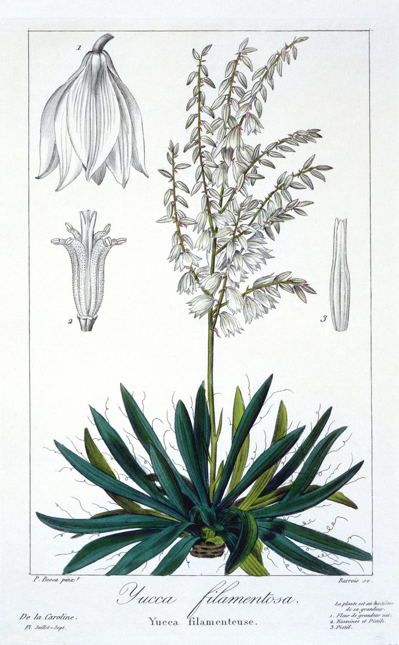 Yucca filamentosa, 1836 (kézzel színezett metszet) alkotó: Pancrace Bessa