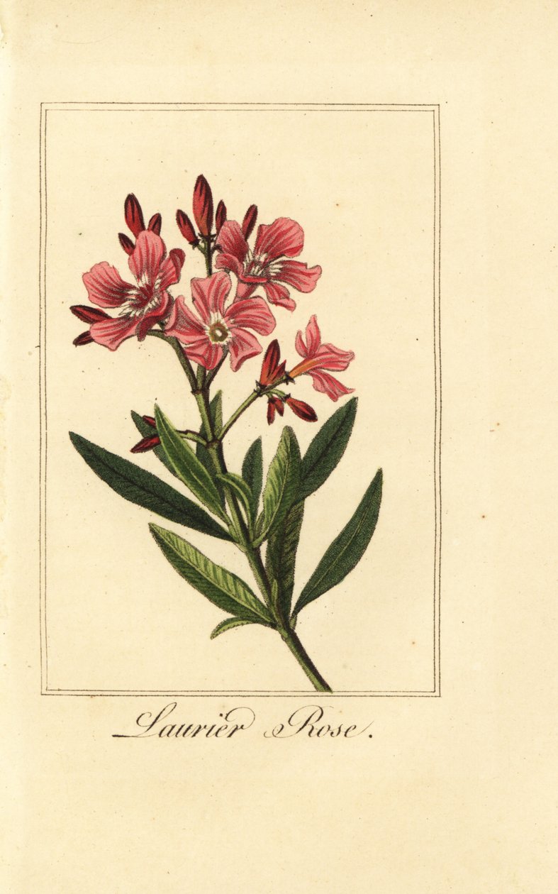 Oleander, Laurier-rózsa, Nerium oleander alkotó: Pancrace (after) Bessa