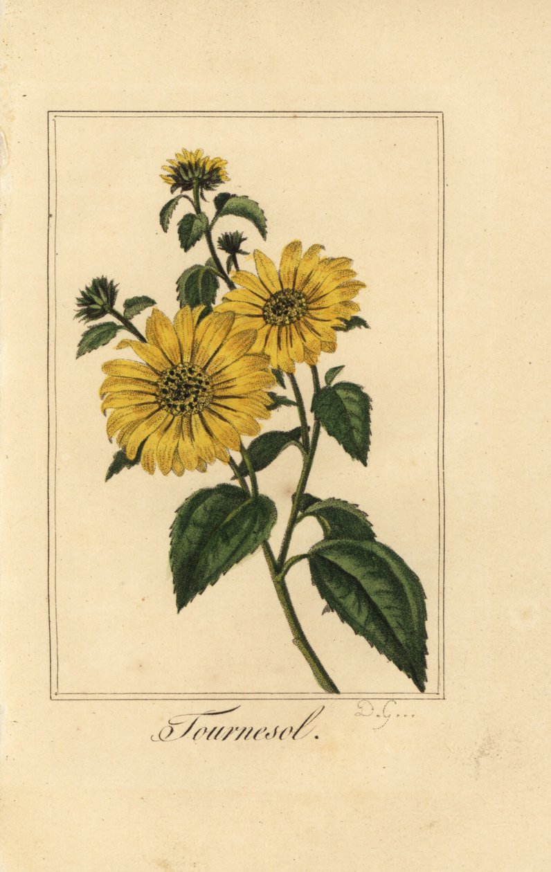 Napraforgó, tournesol, Helianthus annuus alkotó: Pancrace (after) Bessa