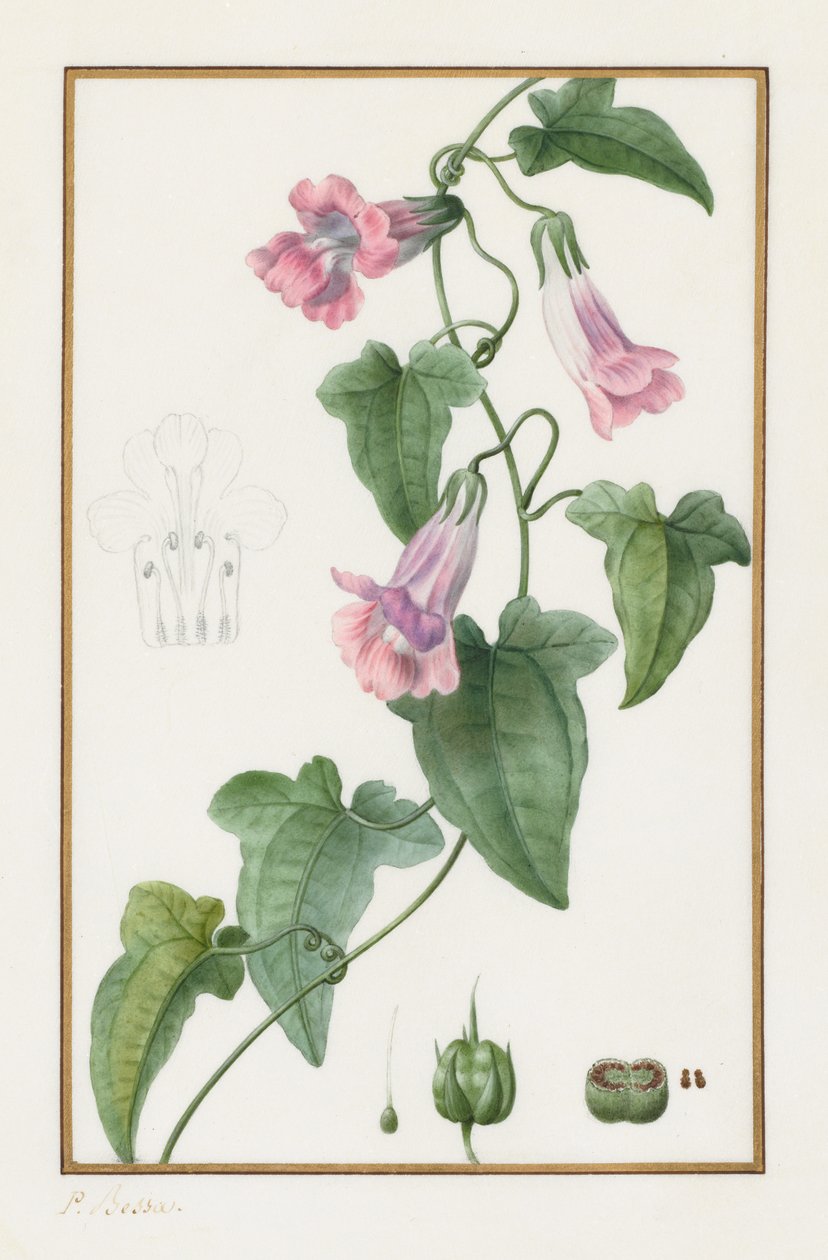 Botanikai: Maurándia semperflorens, 1836. alkotó: Pancrace Bessa