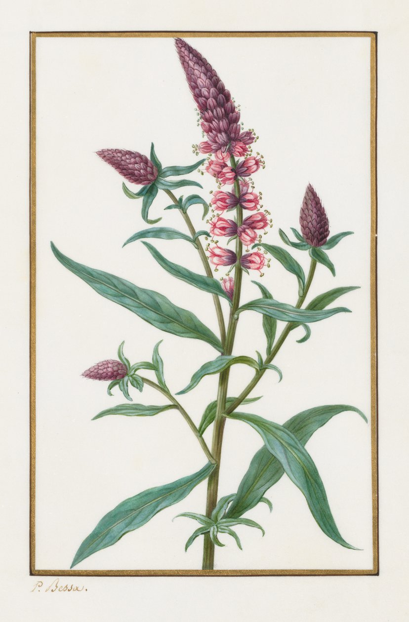 Cím nélkül, 1828-1835. alkotó: Pancrace Bessa