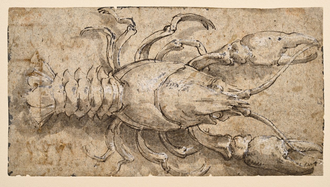 rák (recto) alkotó: Parmigianino