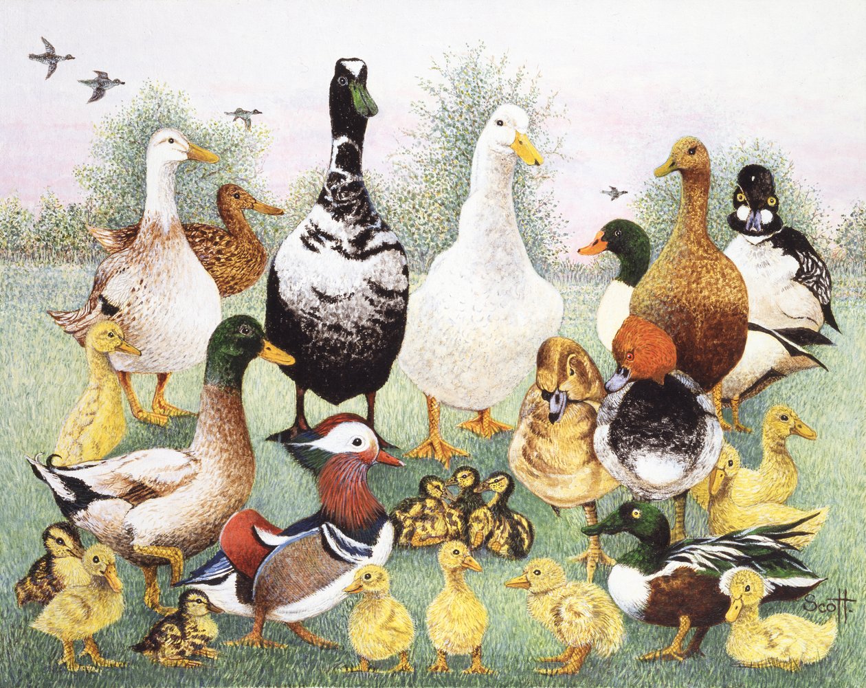 Hello Ducks alkotó: Pat Scott