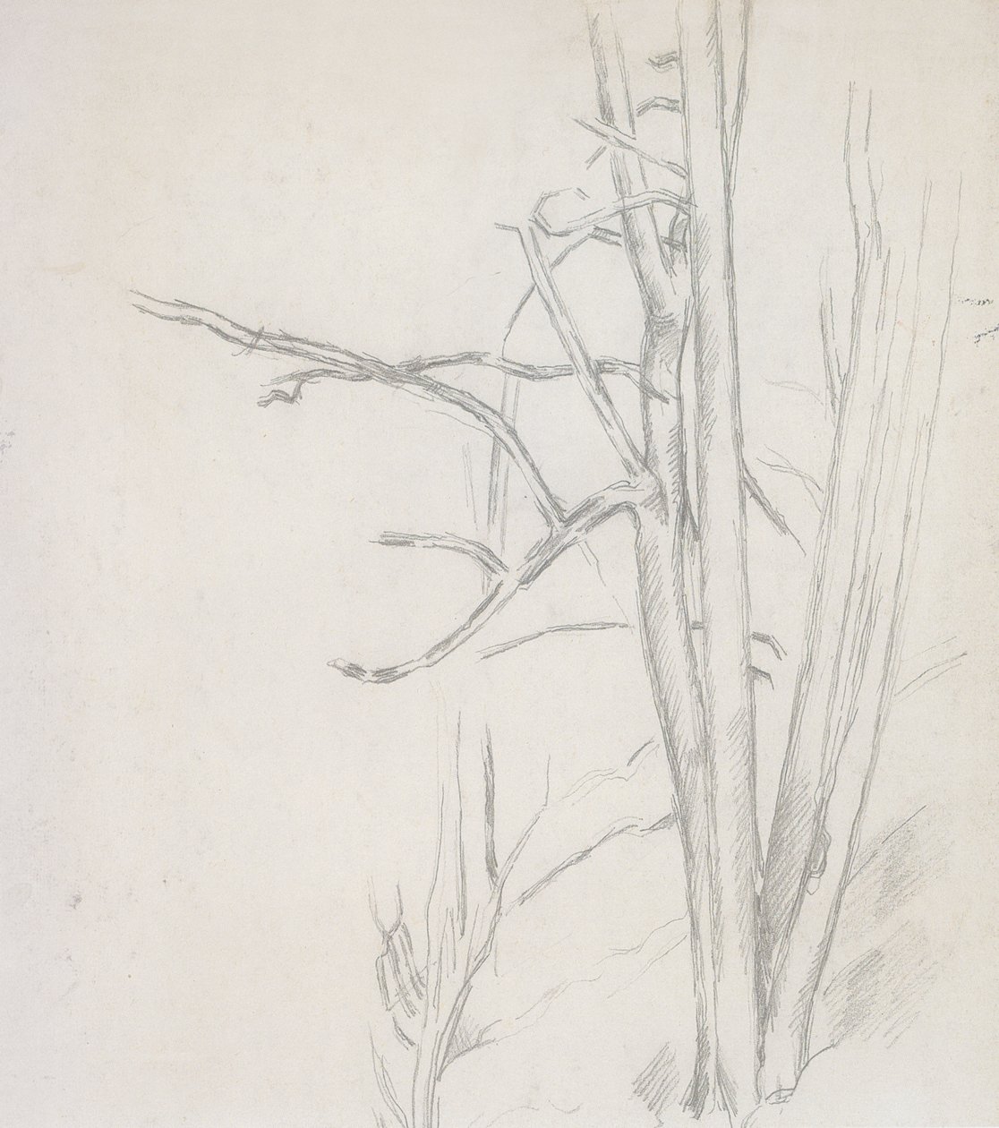 Fa tanulmányozás alkotó: Paul Cézanne