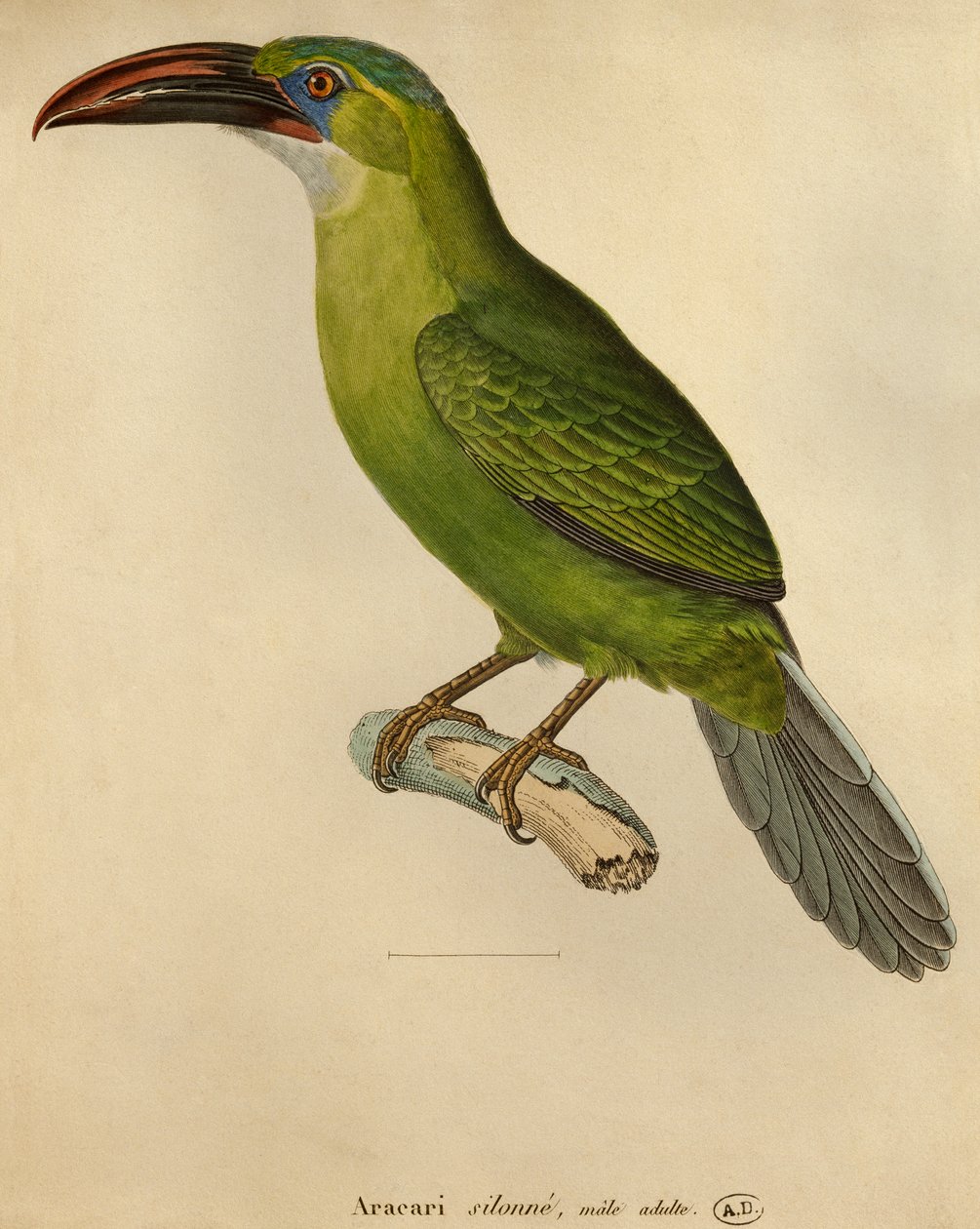 Tukán (színes gravírozás) alkotó: Paul Louis Oudart