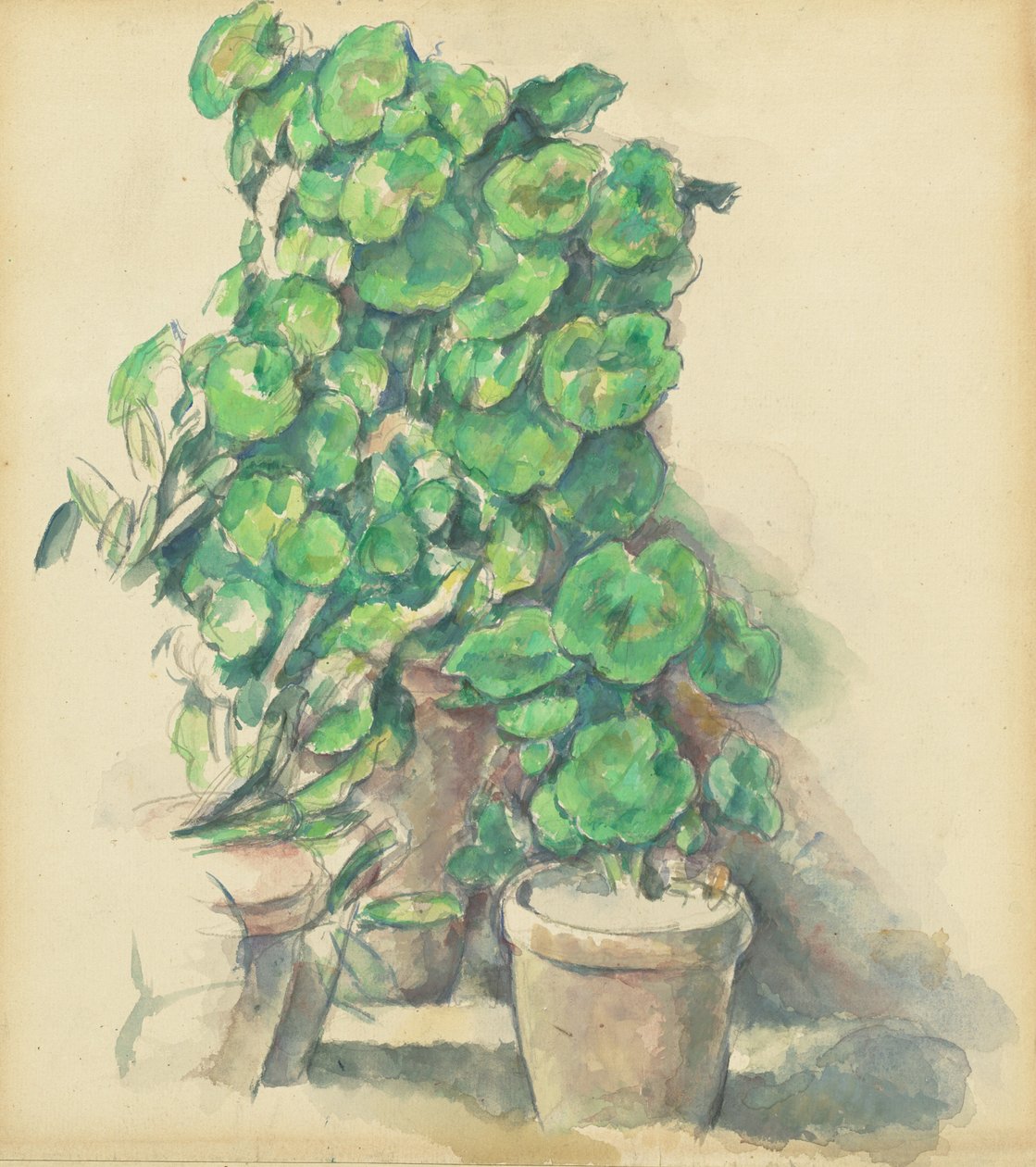 Muskátlik, 18881890. alkotó: Paul Cézanne