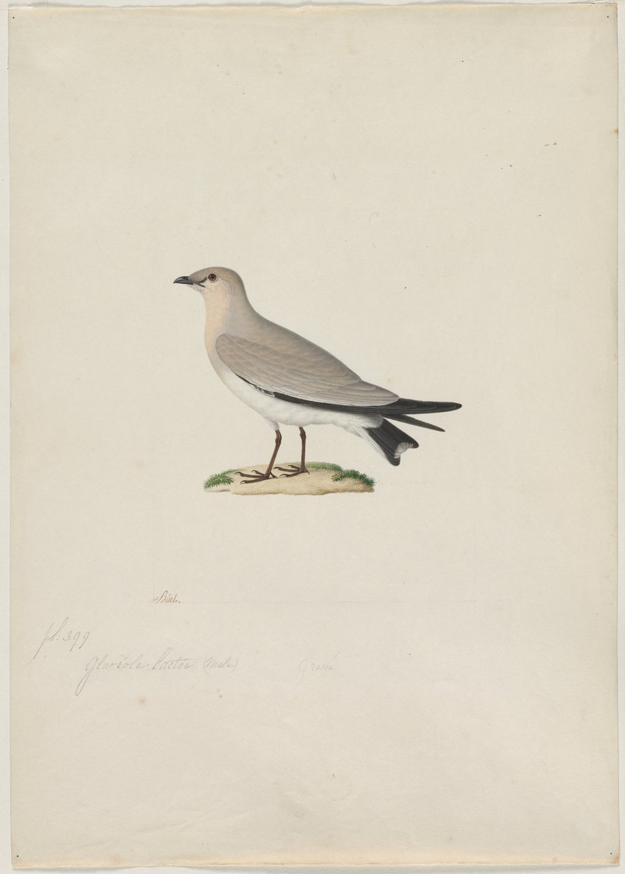 Kis Pratincole Glareola lactea, 1800-as évek. alkotó: Paul Huet