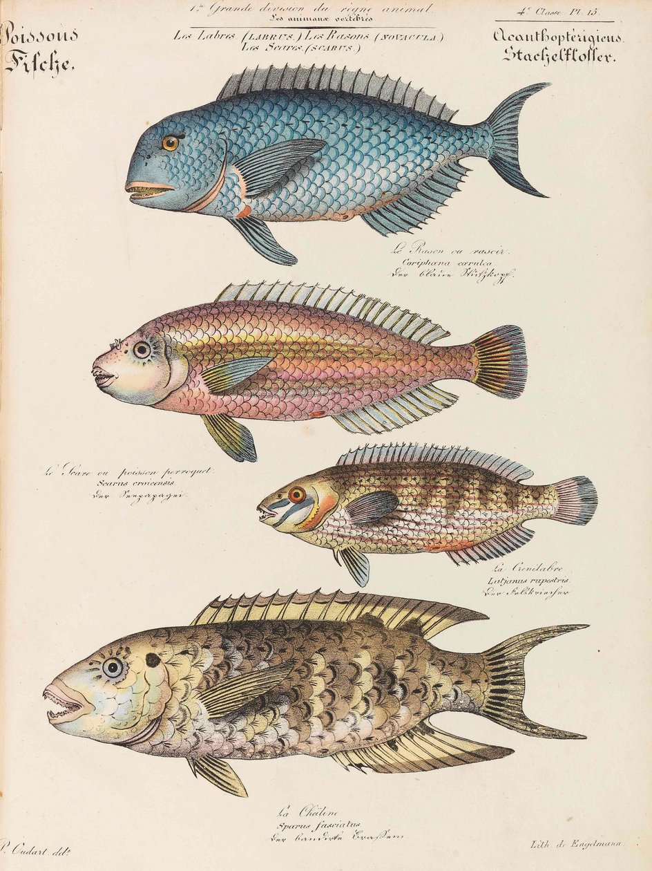 Természettudományi Tanfolyam, 1825-1826. alkotó: Paul Louis Oudart