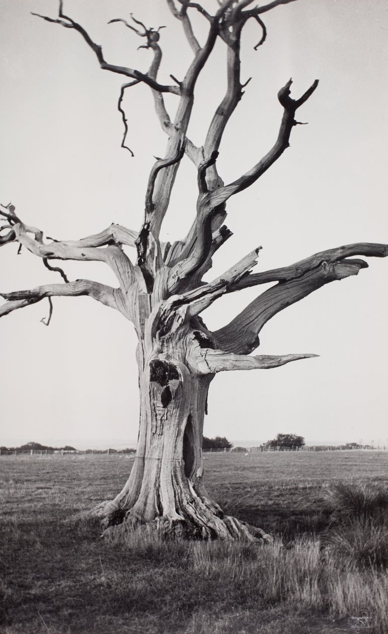 Holt fa, Romney Marsh alkotó: Paul Nash