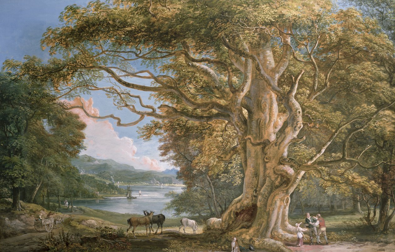 Ősi bükkfa alkotó: Paul Sandby