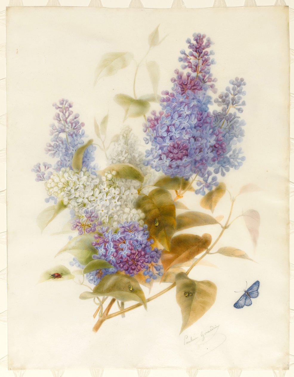 Lila spray (wc és testszín pergamen, kártyatartóra fektetve) alkotó: Pauline Gerardin