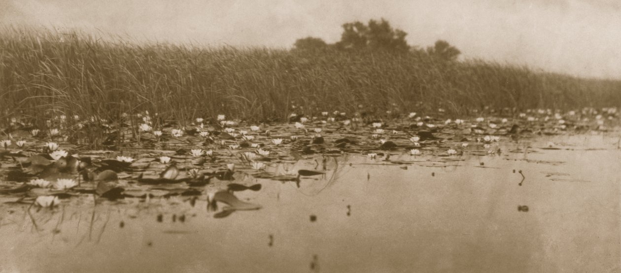 Tavirózsa, Élet és táj a Norfolk Broads-on, 1886 alkotó: Peter Emerson und Thomas Goodall