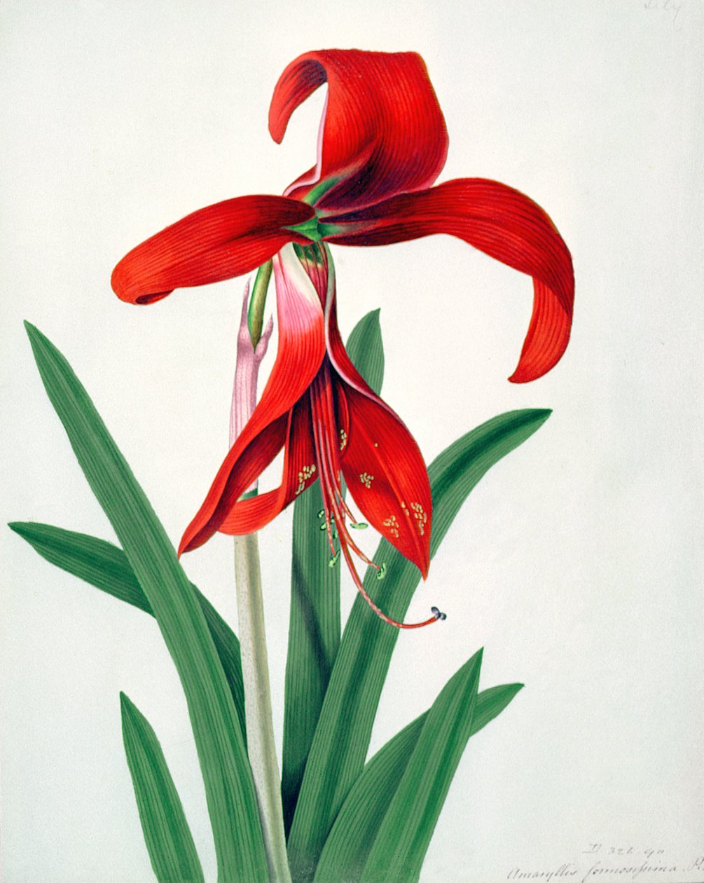 Virágtanulmány, alkotó: Peter Brown
