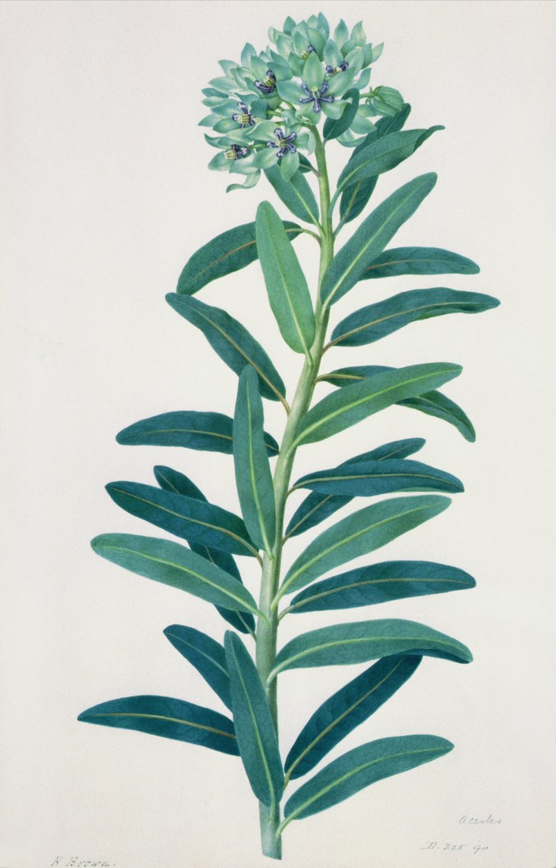 Gladioli, 18. század alkotó: Peter Brown