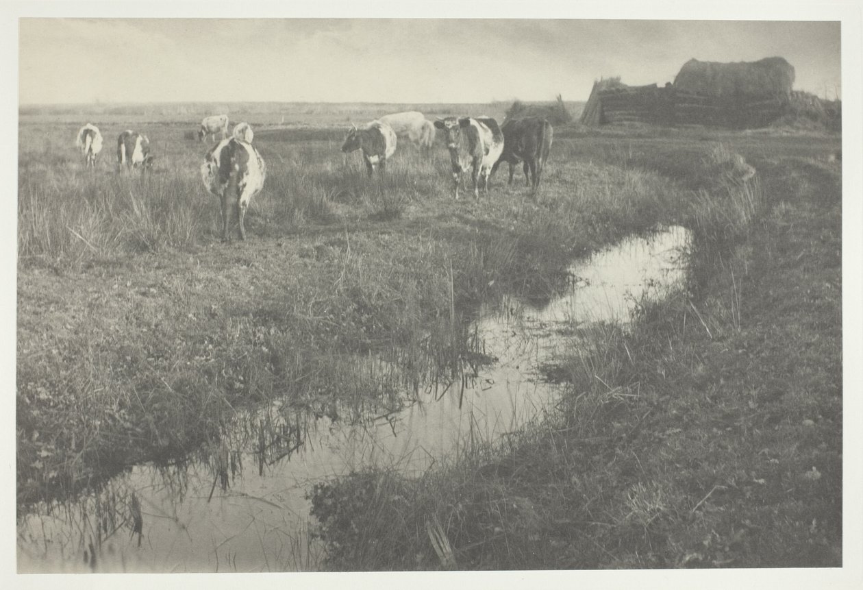 Szarvasmarha a mocsarakon alkotó: Peter Henry Emerson
