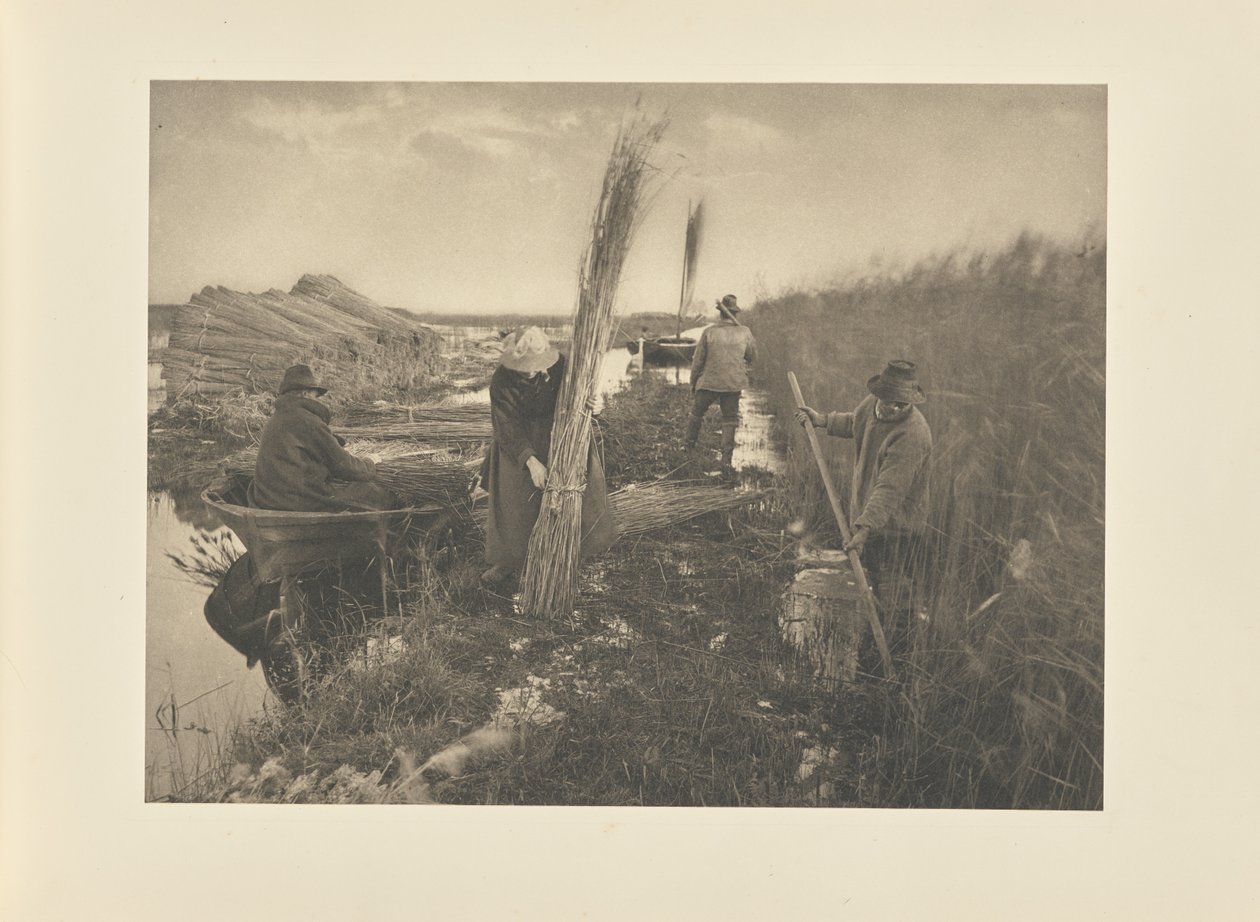 A nádaratás során alkotó: Peter Henry Emerson