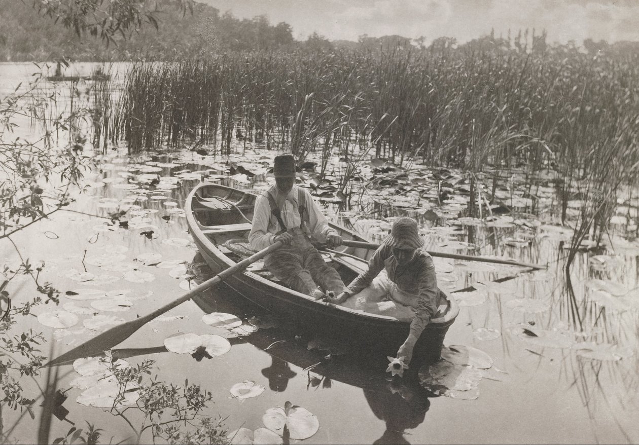 Gyűjtő tavirózsák alkotó: Peter Henry Emerson