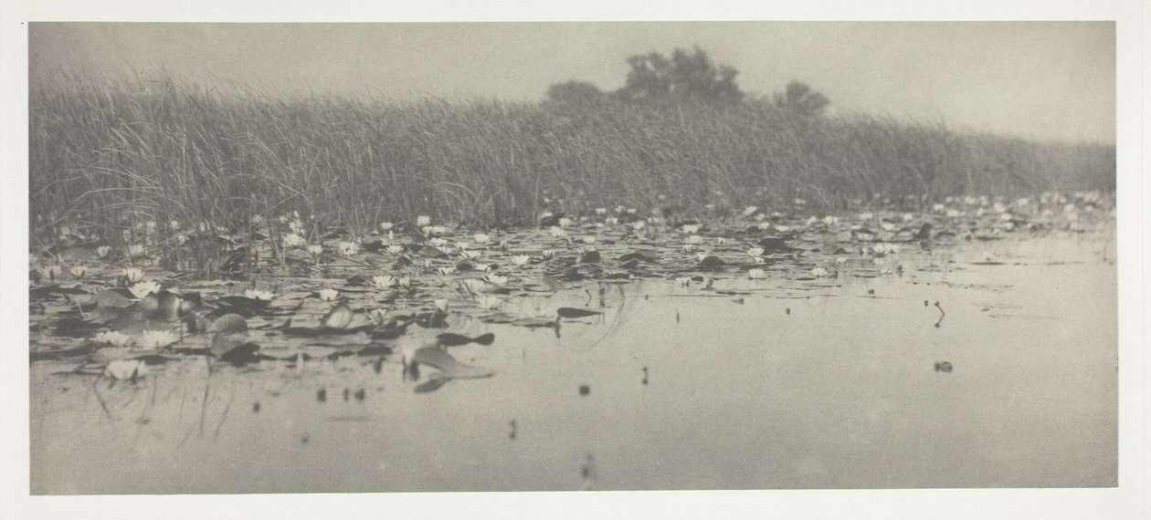 Vízililiom alkotó: Peter Henry Emerson