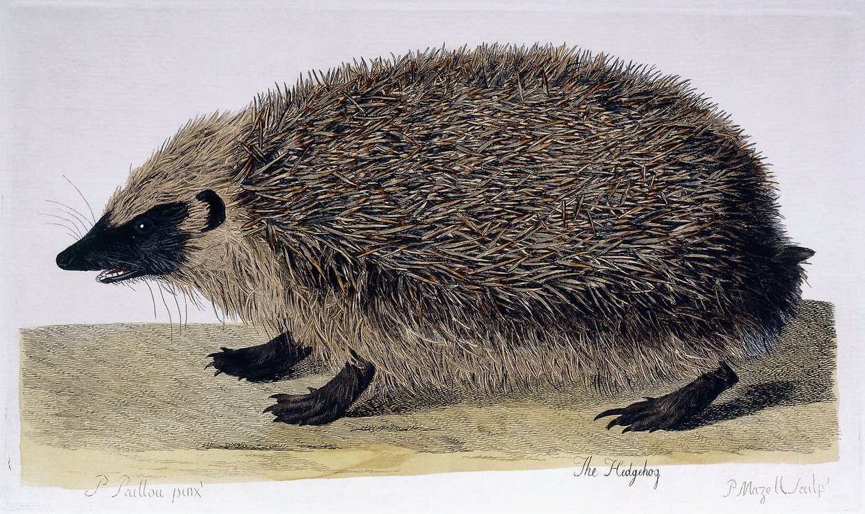 A sündisznó, 1761-1766 alkotó: Peter Paillou