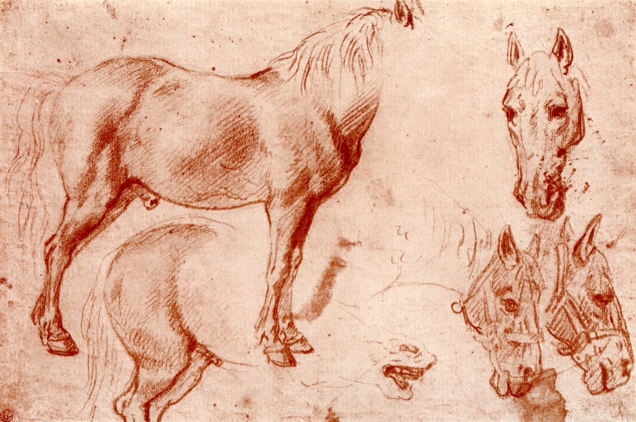 Lótanulmányok, 1913. alkotó: Peter Paul Rubens