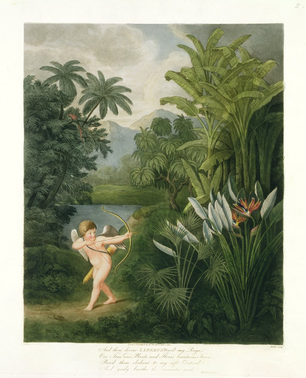 Táj Cupido nyíllal egy papagájra vagy virágkirálynőre, Robert Thornton „Flora temploma” című művéből, Burke metszete, kocsma. 1803 alkotó: Philip Reinagle