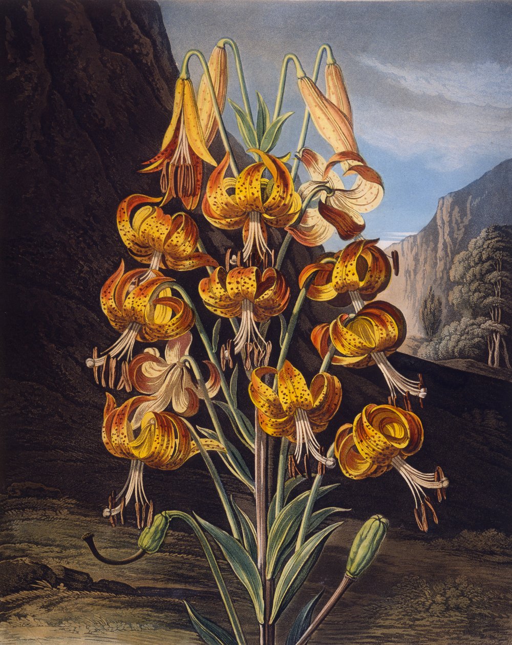 A kiváló liliom, Robert Thornton „A Flora temploma” című művéből, Richard Earlom (1743-1822) metszete, 1799-ben megjelent (színes metszet) alkotó: Philip Reinagle