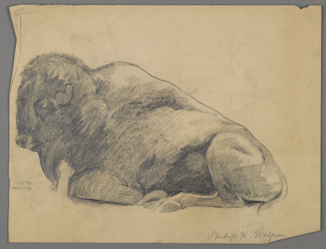 Bölény (grafit papíron) alkotó: Philip H. Wolfrom