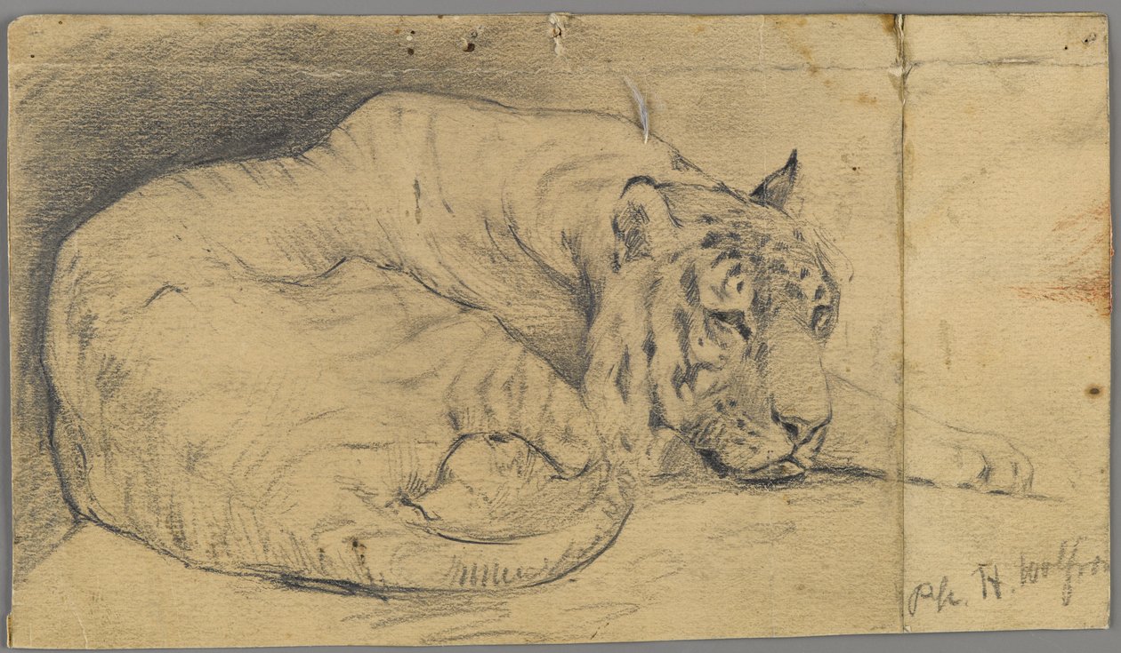 Alvó tigris (grafit papíron) alkotó: Philip H. Wolfrom