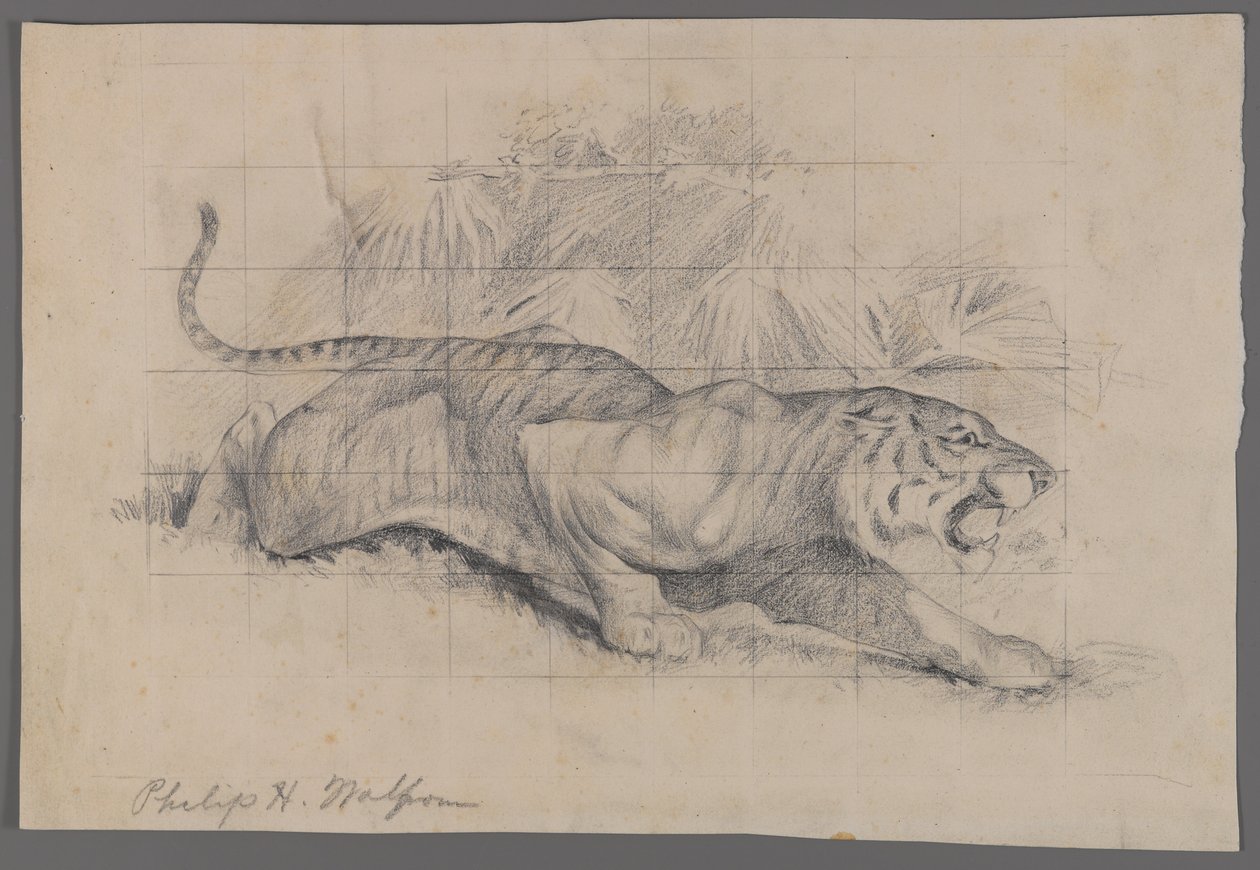 Tigris tájban (grafit, papír) alkotó: Philip H. Wolfrom